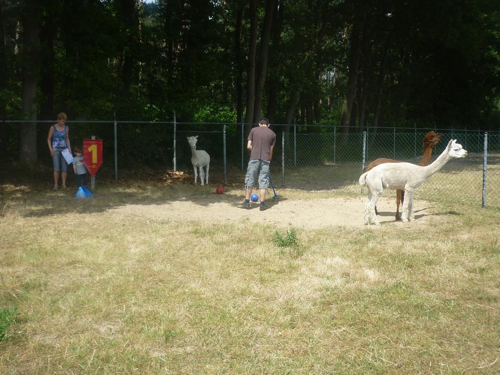 Appartamento De Alpacaboerderij Bocholt Esterno foto