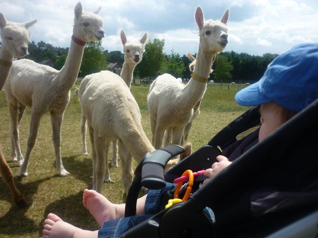 Appartamento De Alpacaboerderij Bocholt Esterno foto
